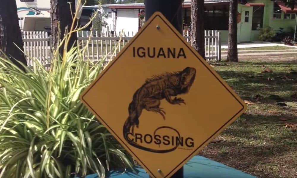 Camper-submitted photo at Encore Sunseekers near Bokeelia, FL