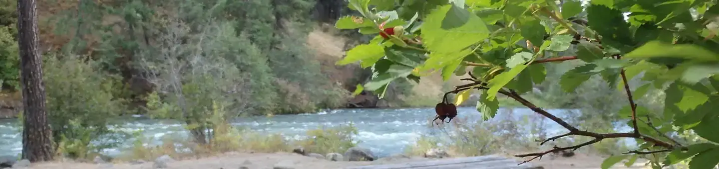 Camper-submitted photo at Hause Creek Campground near White Pass, WA