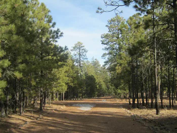 Camper submitted image from Black Canyon Rim Campground (apache-sitgreaves National Forest, Az) - 1