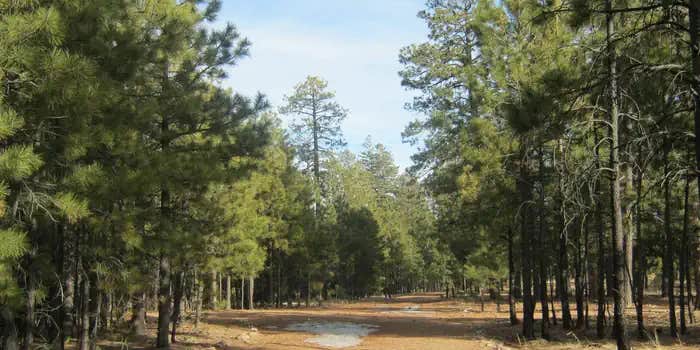 Camper submitted image from Black Canyon Rim Campground (apache-sitgreaves National Forest, Az)