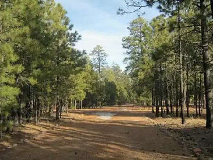 Camper-submitted photo at Black Canyon Rim Campground (apache-sitgreaves National Forest, Az) near Cibecue, AZ
