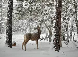 Mather Campground — Grand Canyon National Park