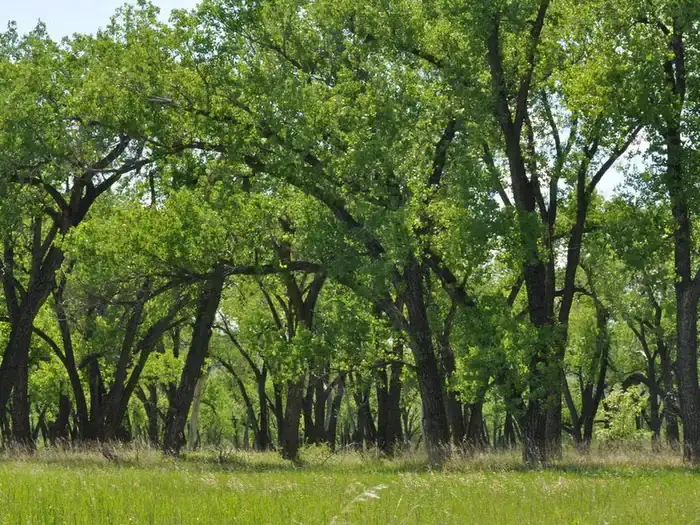 Camper-submitted photo at Cottonwood Campground — Theodore Roosevelt National Park in North Dakota