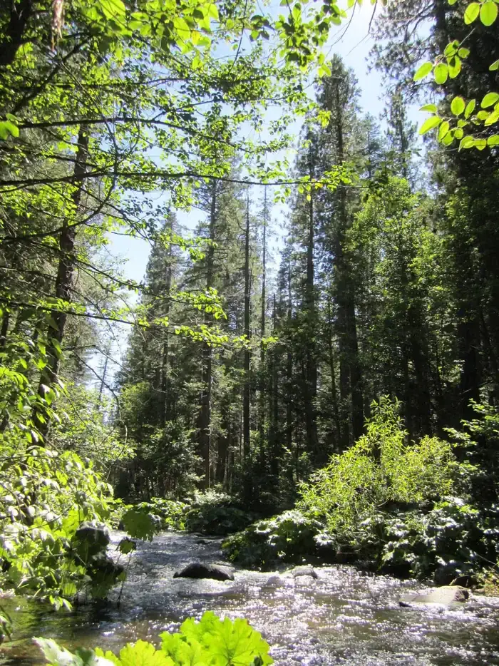 Camping near Lake Spaulding Campground: North Fork Campground, Emigrant Gap, California
