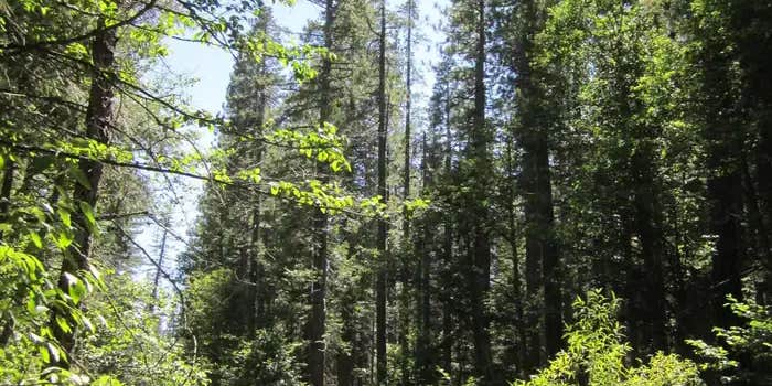 Camper submitted image from North Fork Campground