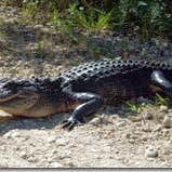Review photo of Midway Campground — Big Cypress National Preserve by Bran P., September 26, 2016
