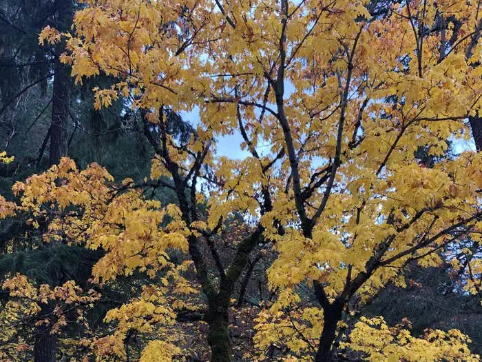 Camper submitted image from East Fork Campground - 1