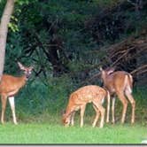 Review photo of Lewis & Clark State Park — Lewis And Clark State Park by Bran P., September 26, 2016