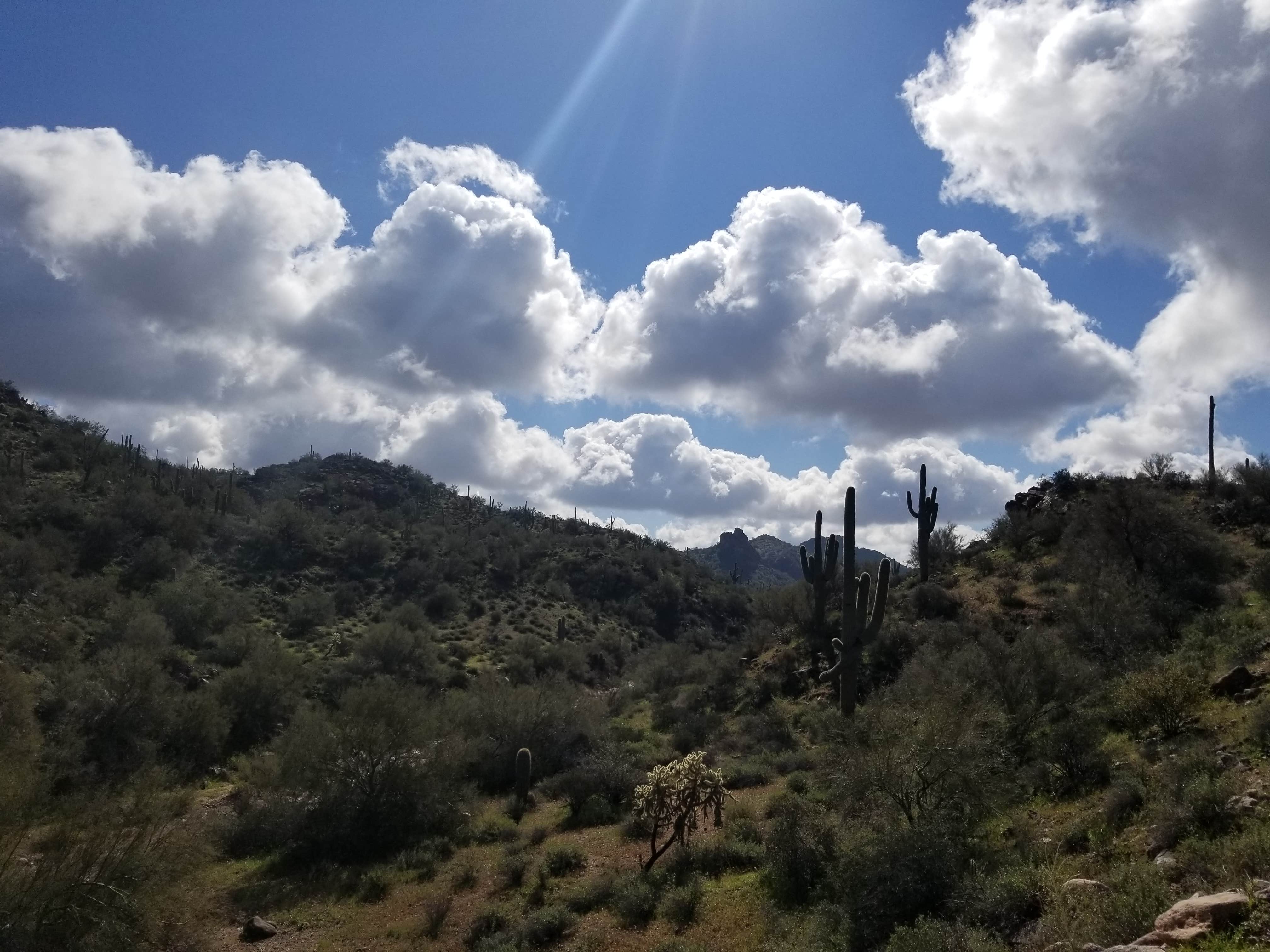 Whitney W.'s photo of a dispersed camping area at Bulldog Canyon Dispersed Camping - North Entrance near Scottsdale, AZ