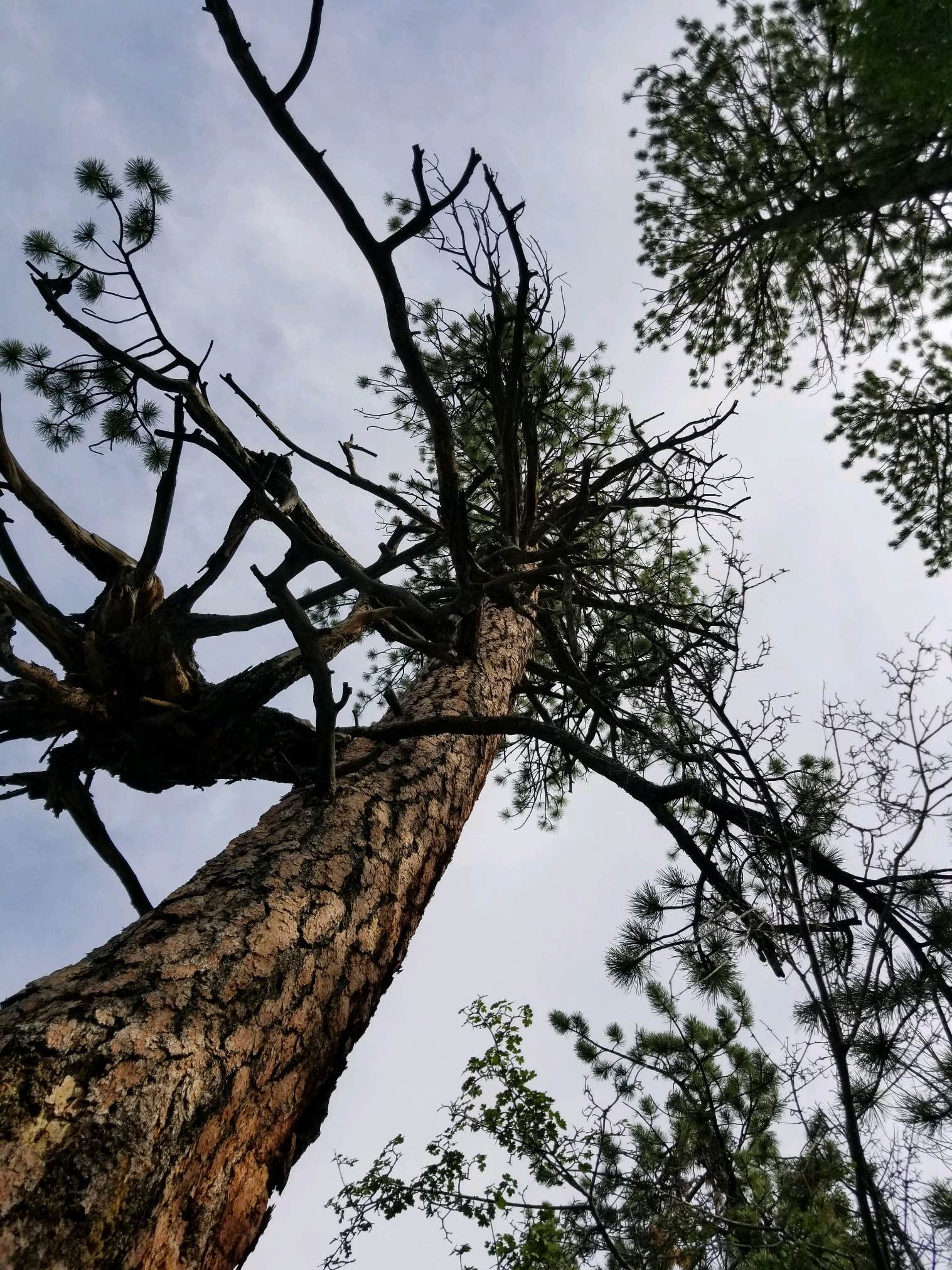Camper-submitted photo at Mt. Charleston Dispersed near Mount Charleston, NV