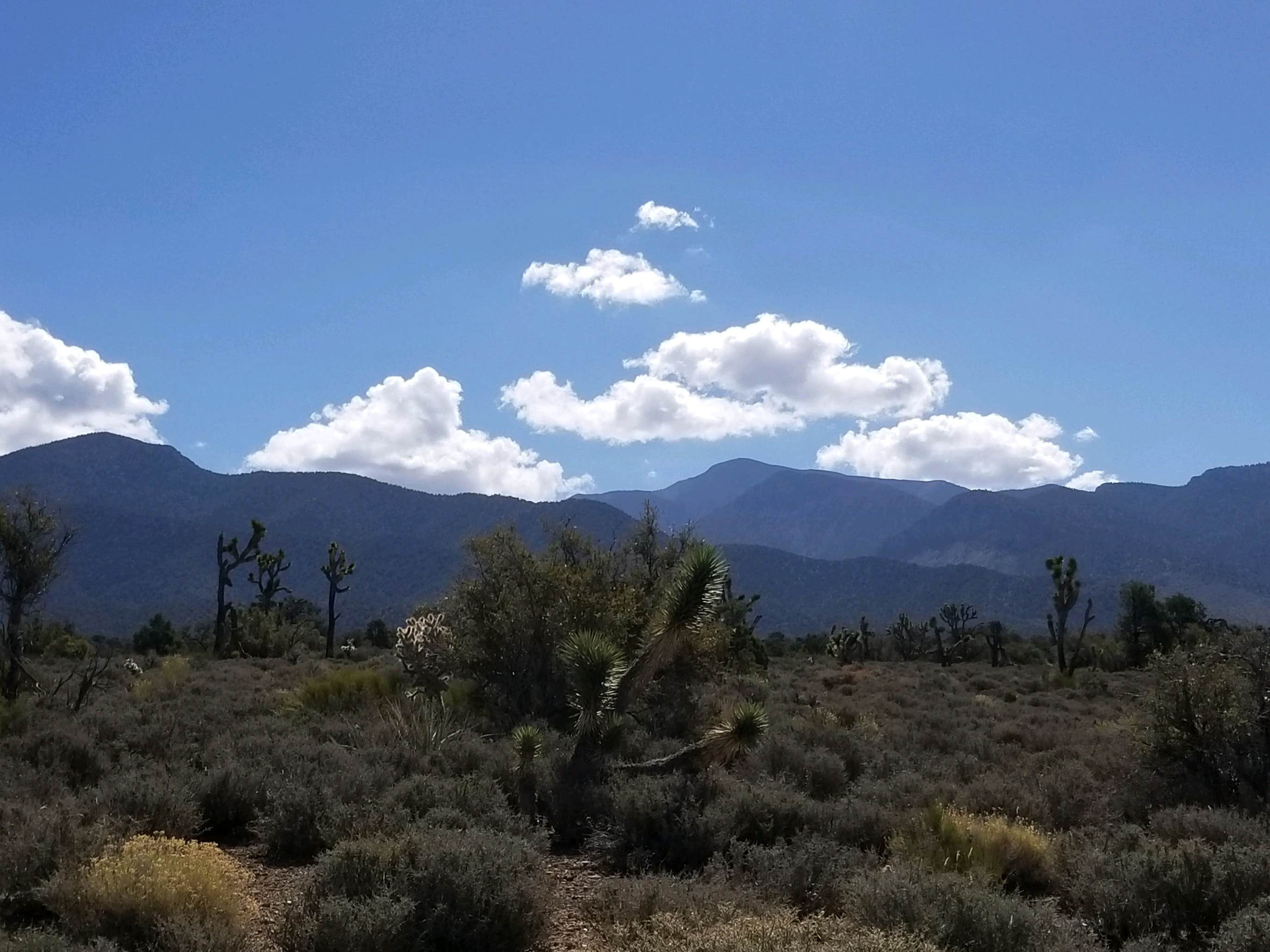 Whitney W.'s photo of a dispersed camping area at Mt. Charleston Dispersed near Las Vegas, NV