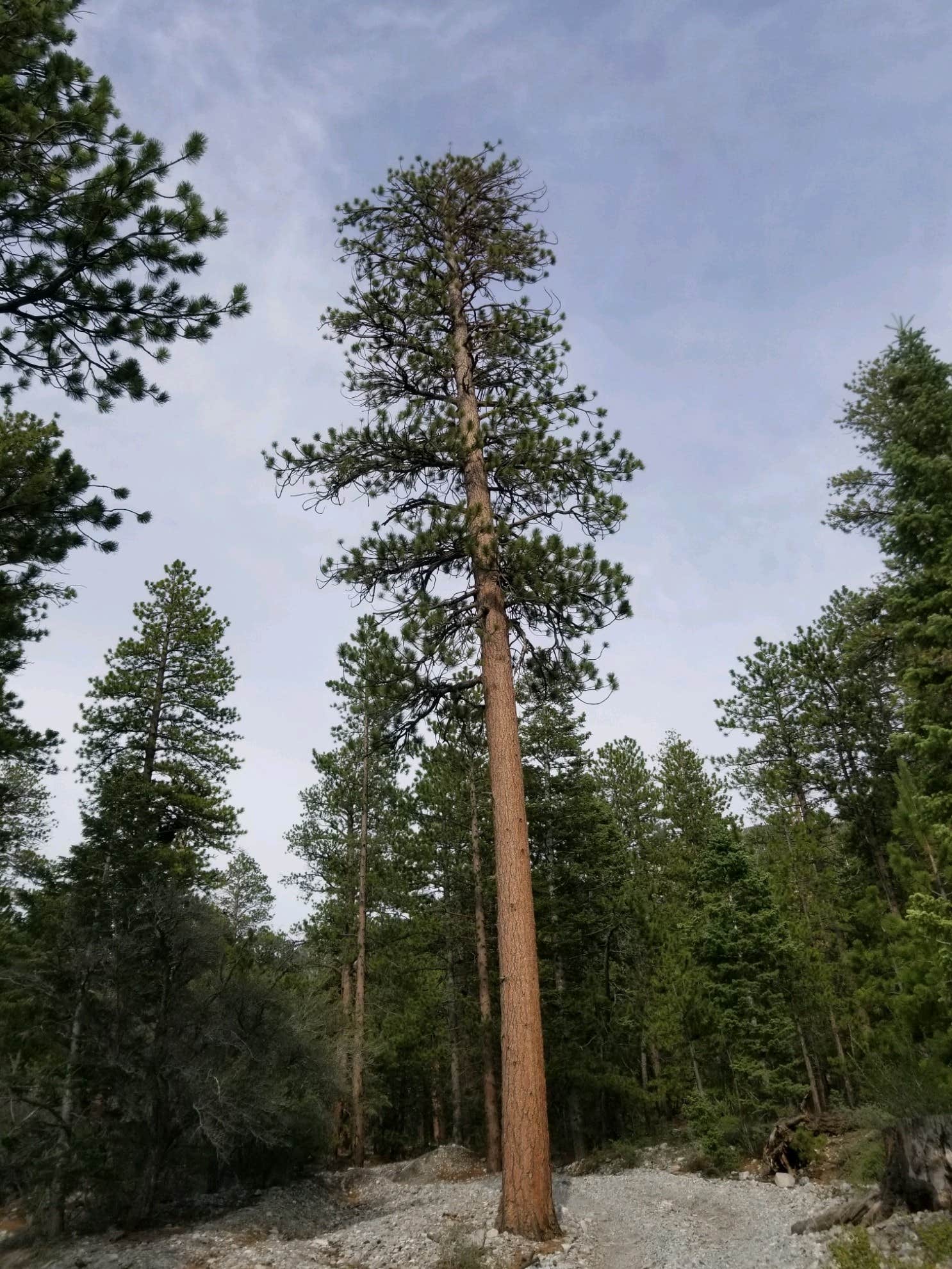 Camper-submitted photo at Mt. Charleston Dispersed near Mount Charleston, NV