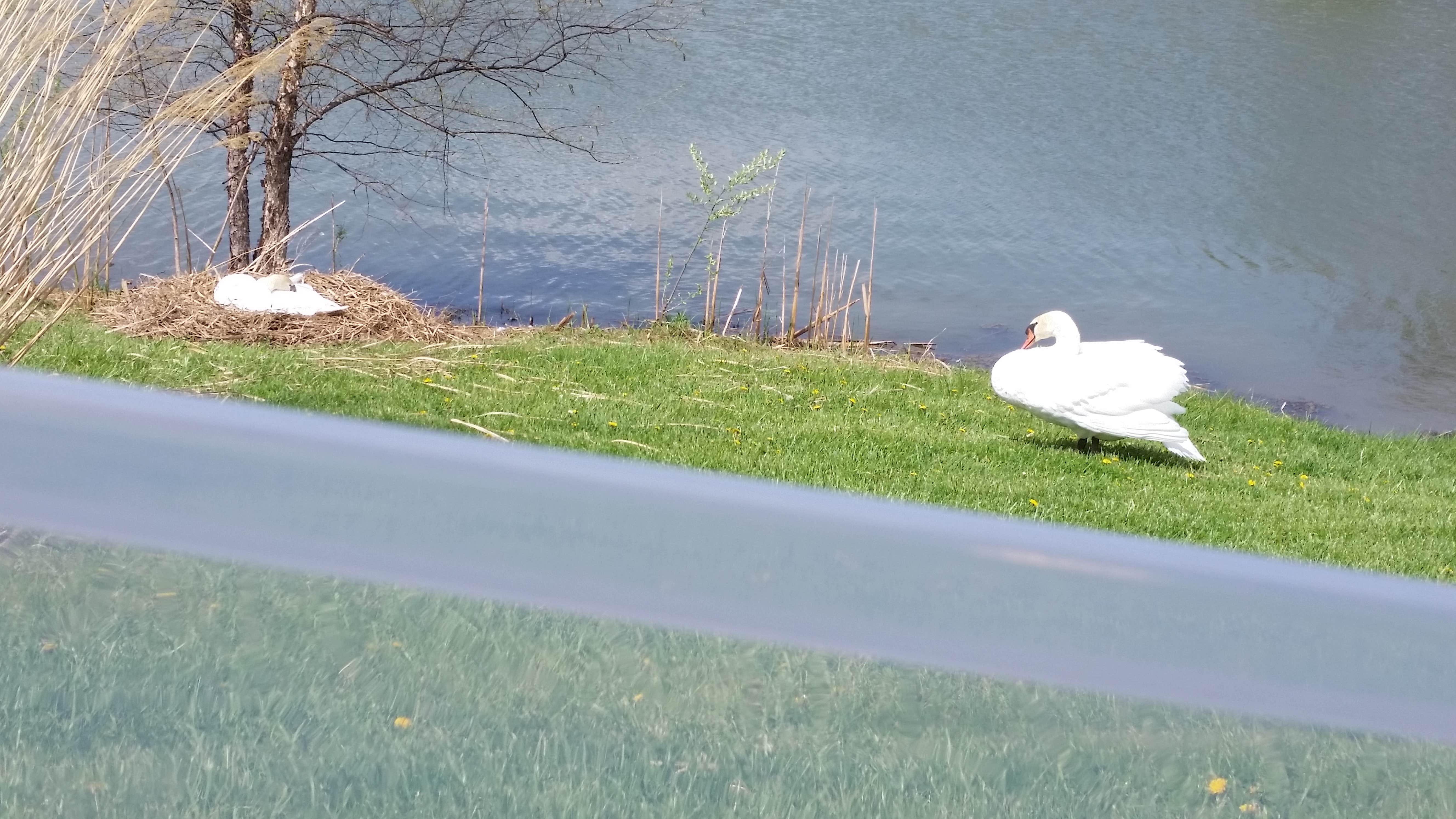 Swans stay on our pond year round