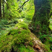 Review photo of Hoh Rain Forest - Olympic National Park by UnnamedAdventures  , August 16, 2019