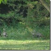 Review photo of Lewis & Clark State Park — Lewis And Clark State Park by Bran P., September 26, 2016