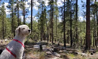 Whitney W.'s photo of camping with pets at Sinkhole Campground near Heber-Overgaard, AZ