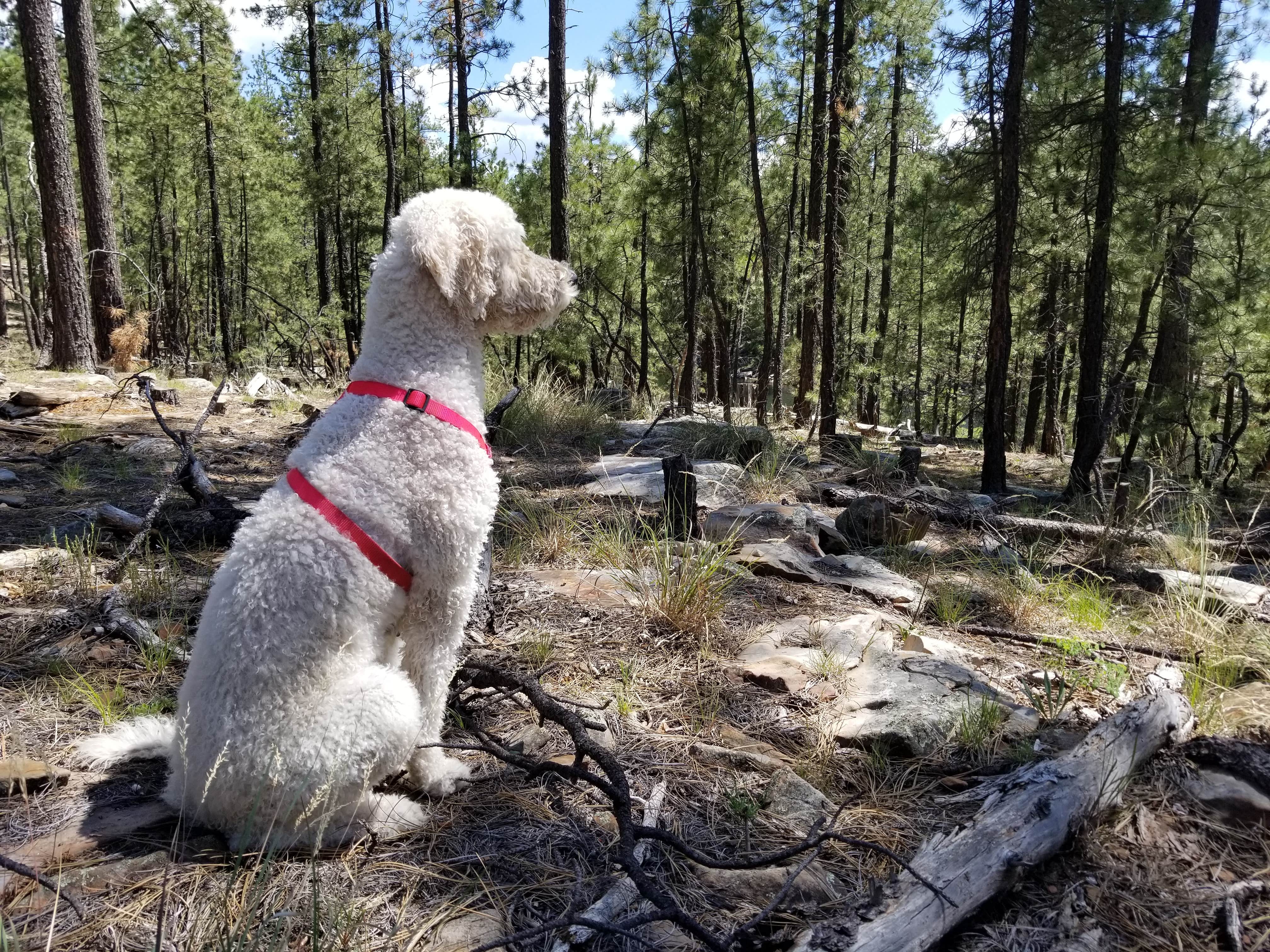 Camper-submitted photo at Sinkhole Campground near Young, AZ