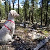 Review photo of Sinkhole Campground by Whitney W., August 16, 2019