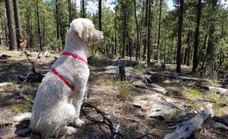Whitney W.'s photo of camping with pets at Sinkhole Campground near Forest Lakes, AZ