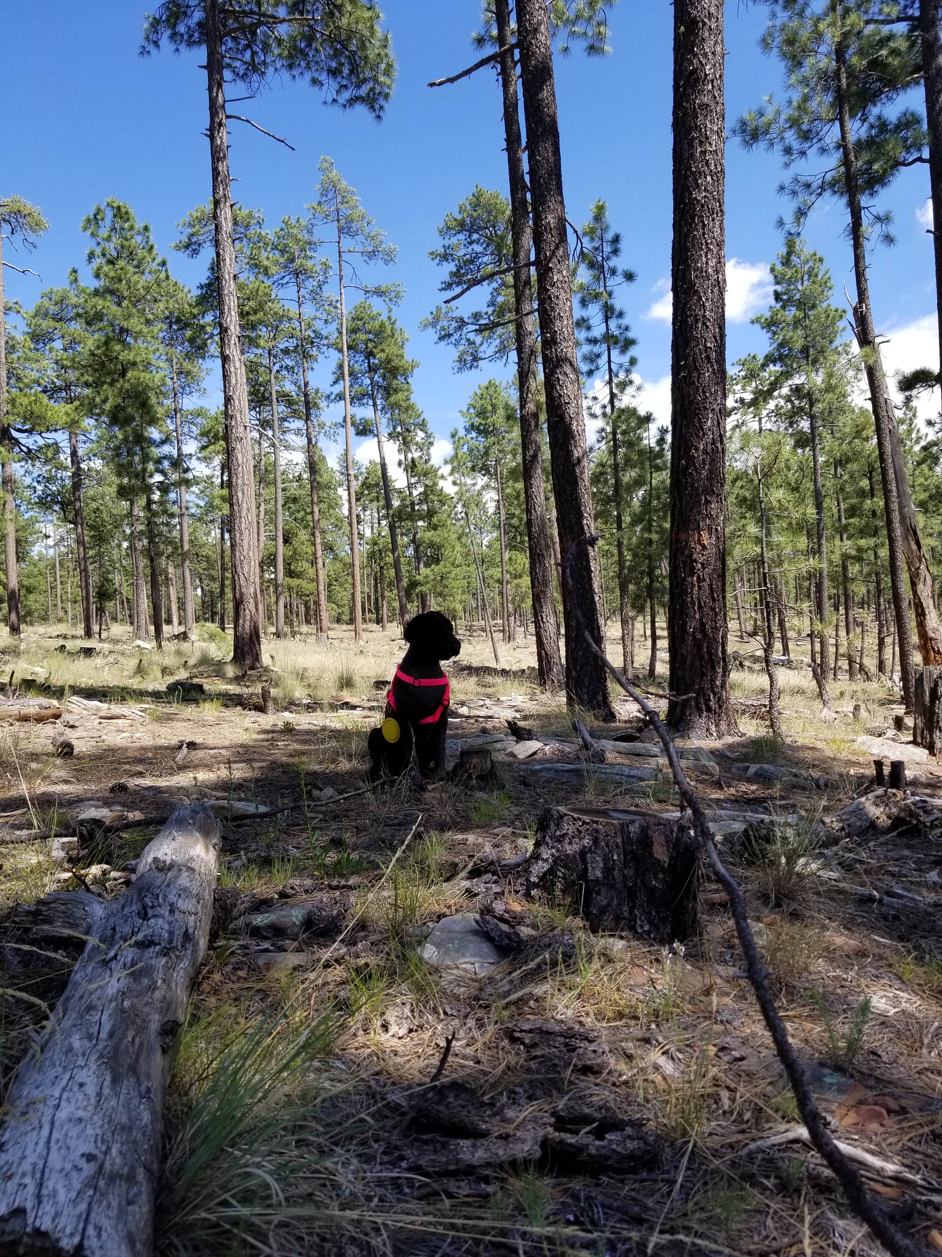 Camper-submitted photo at Sinkhole Campground near Young, AZ