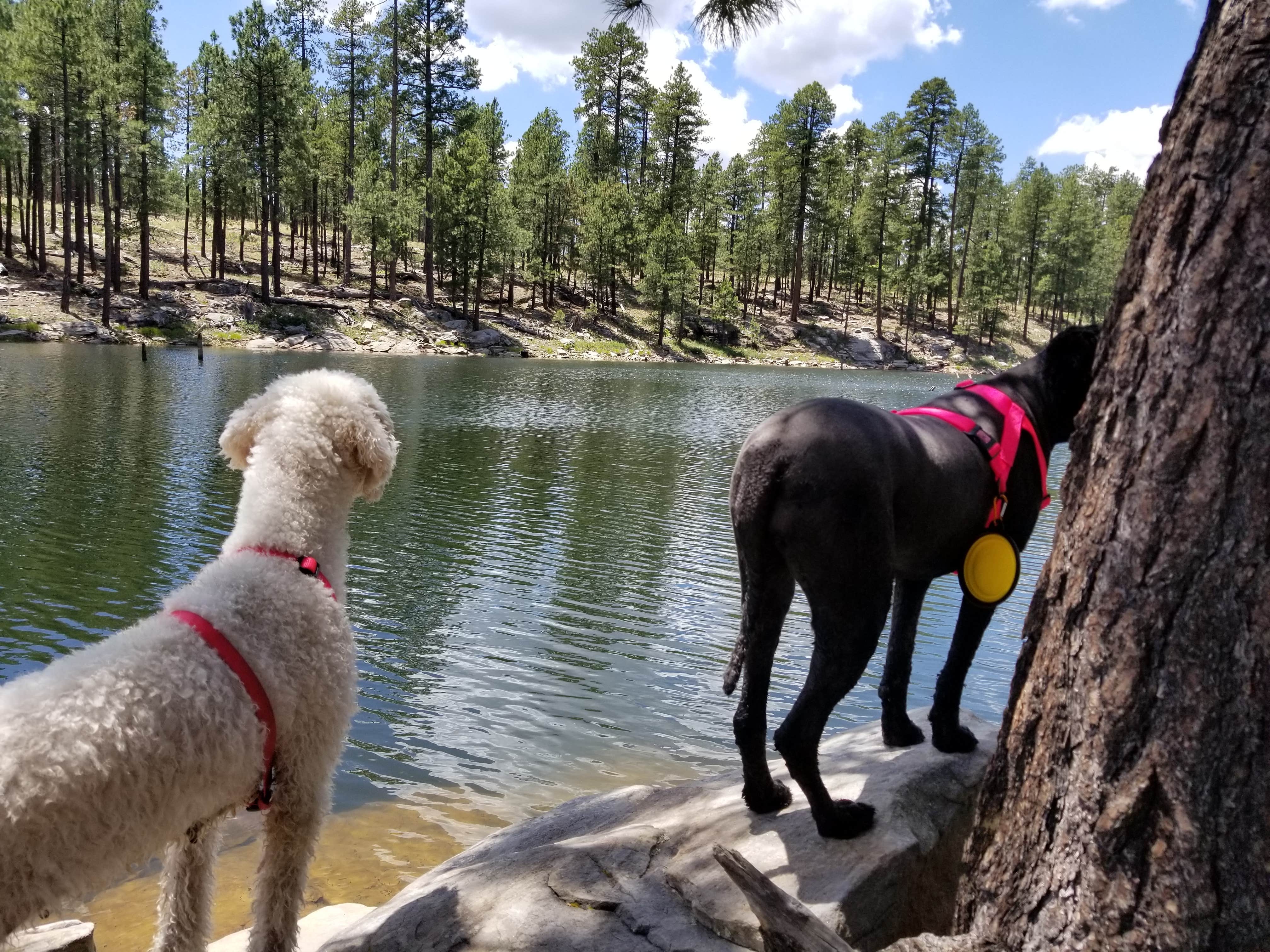 Camper-submitted photo at Sinkhole Campground near Young, AZ