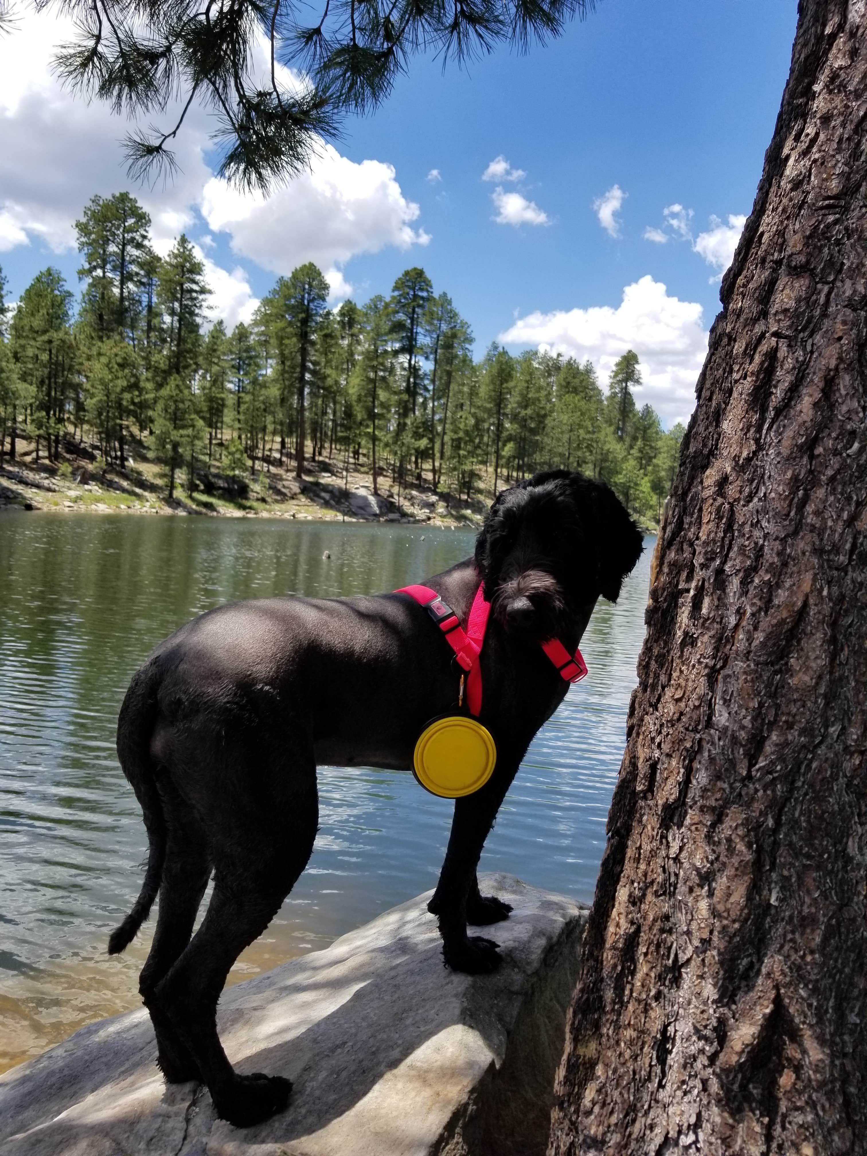 Whitney W.'s photo of camping with pets at Sinkhole Campground near Forest Lakes, AZ
