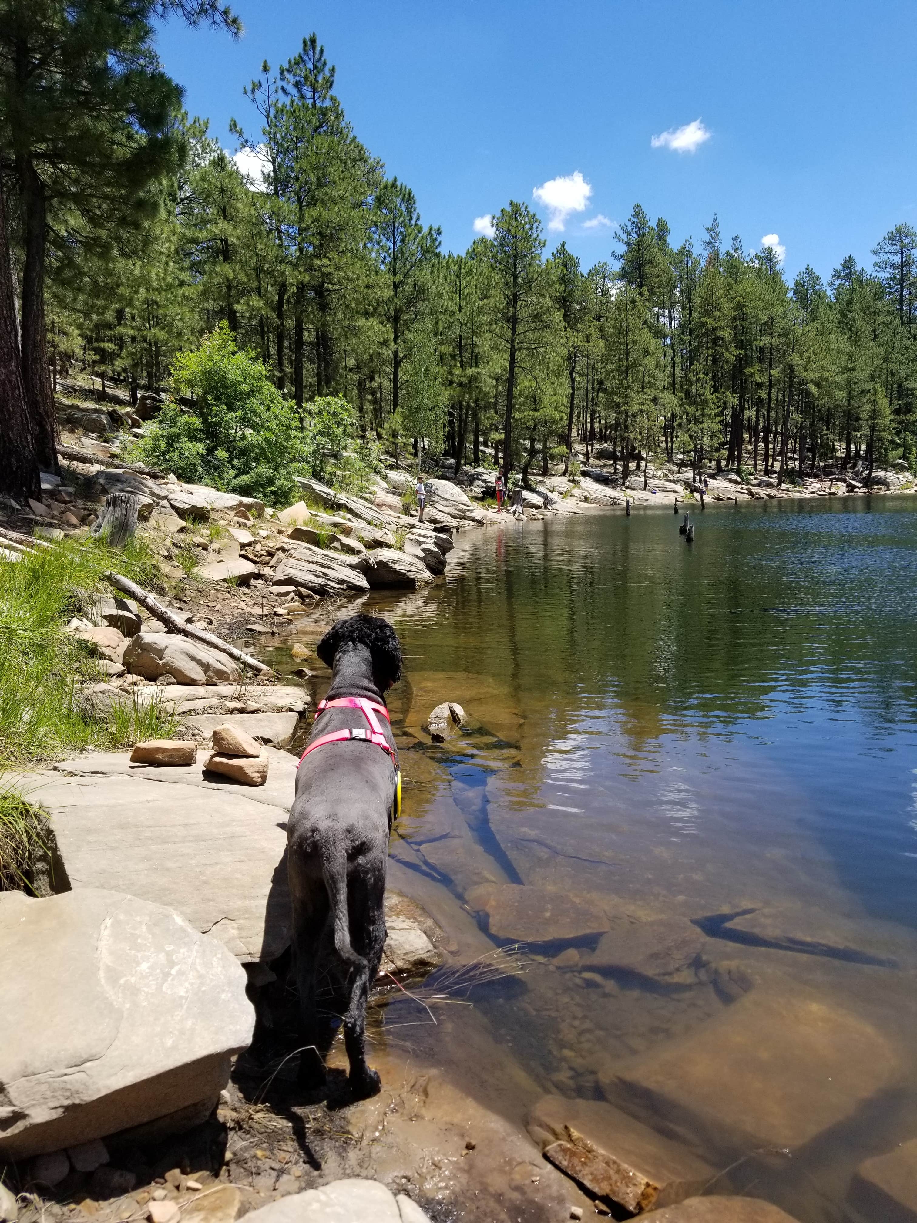 Whitney W.'s photo of camping with pets at Sinkhole Campground near Heber-Overgaard, AZ