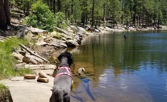 Whitney W.'s photo of camping with pets at Sinkhole Campground near Heber-Overgaard, AZ