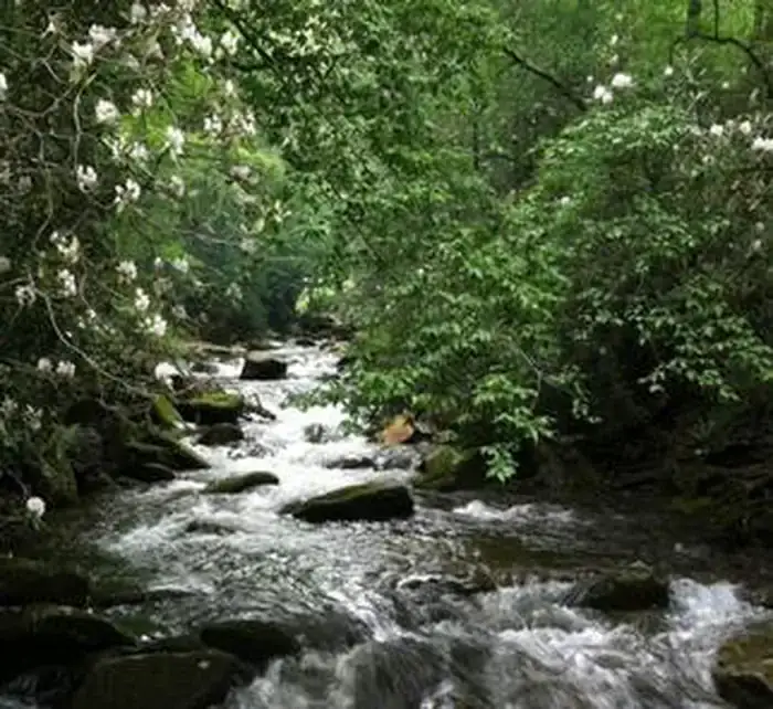 Camper-submitted photo at Curtis Creek Campground near Swannanoa, NC