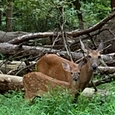 Review photo of Fall Creek Falls State Park Campground by Linda B., August 16, 2019