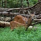 Review photo of Fall Creek Falls State Park Campground by Linda B., August 16, 2019