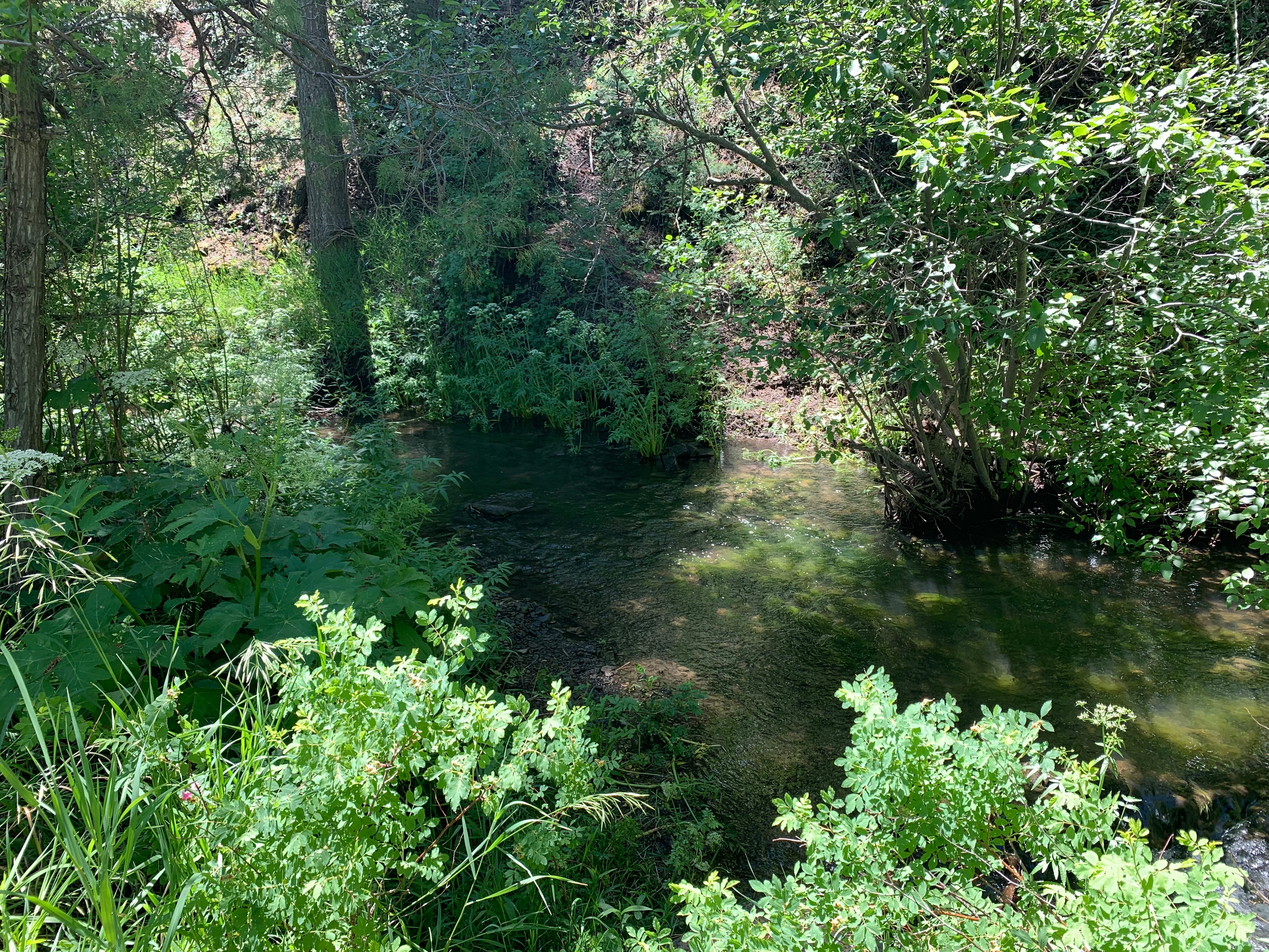 Campsite Creek