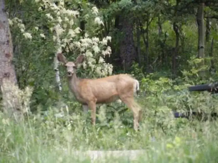 Camper-submitted photo at Purgatoire Campground near Trinidad, CO