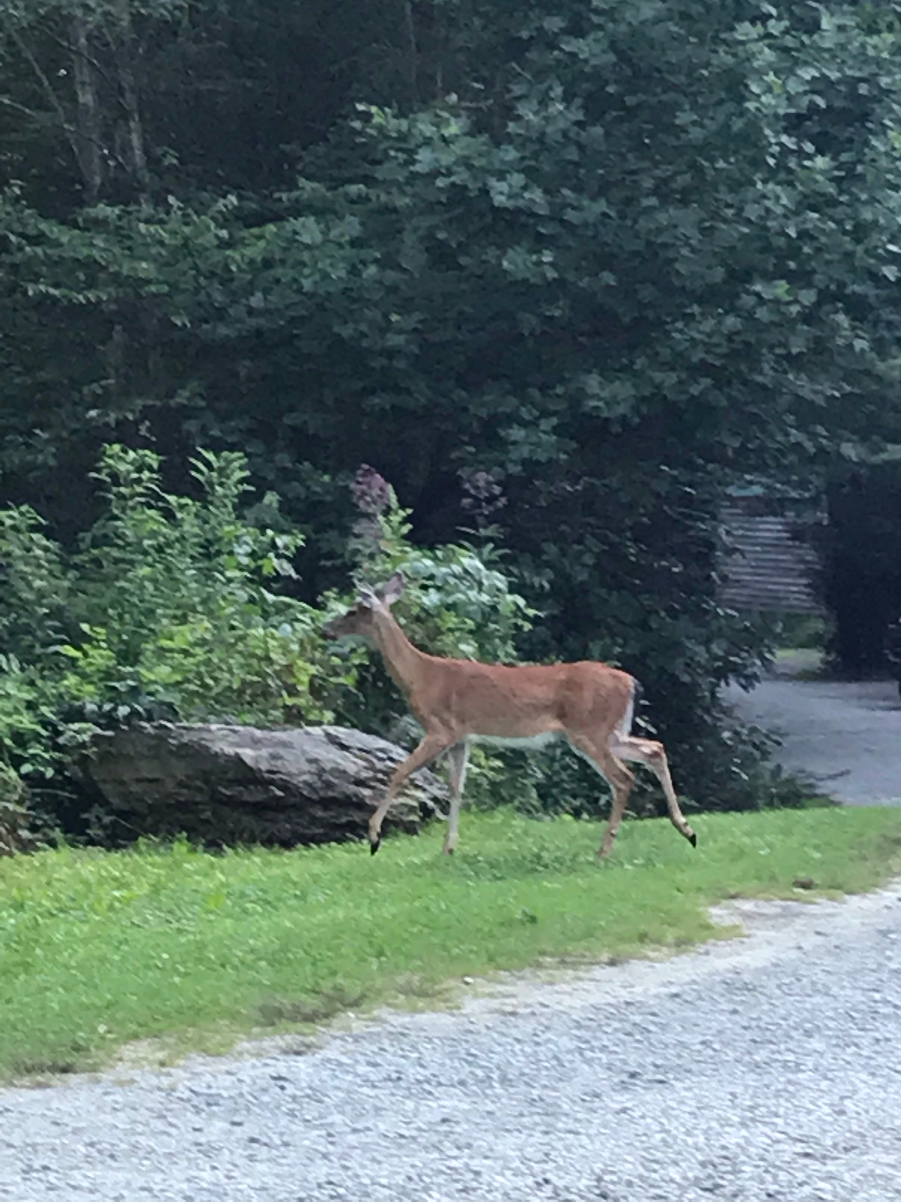 Deer walking thru campground