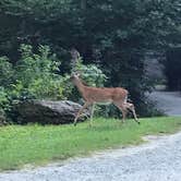 Review photo of Honey Bear Campground by Julie C., August 16, 2019