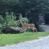 Review photo of Honey Bear Campground by Julie C., August 16, 2019