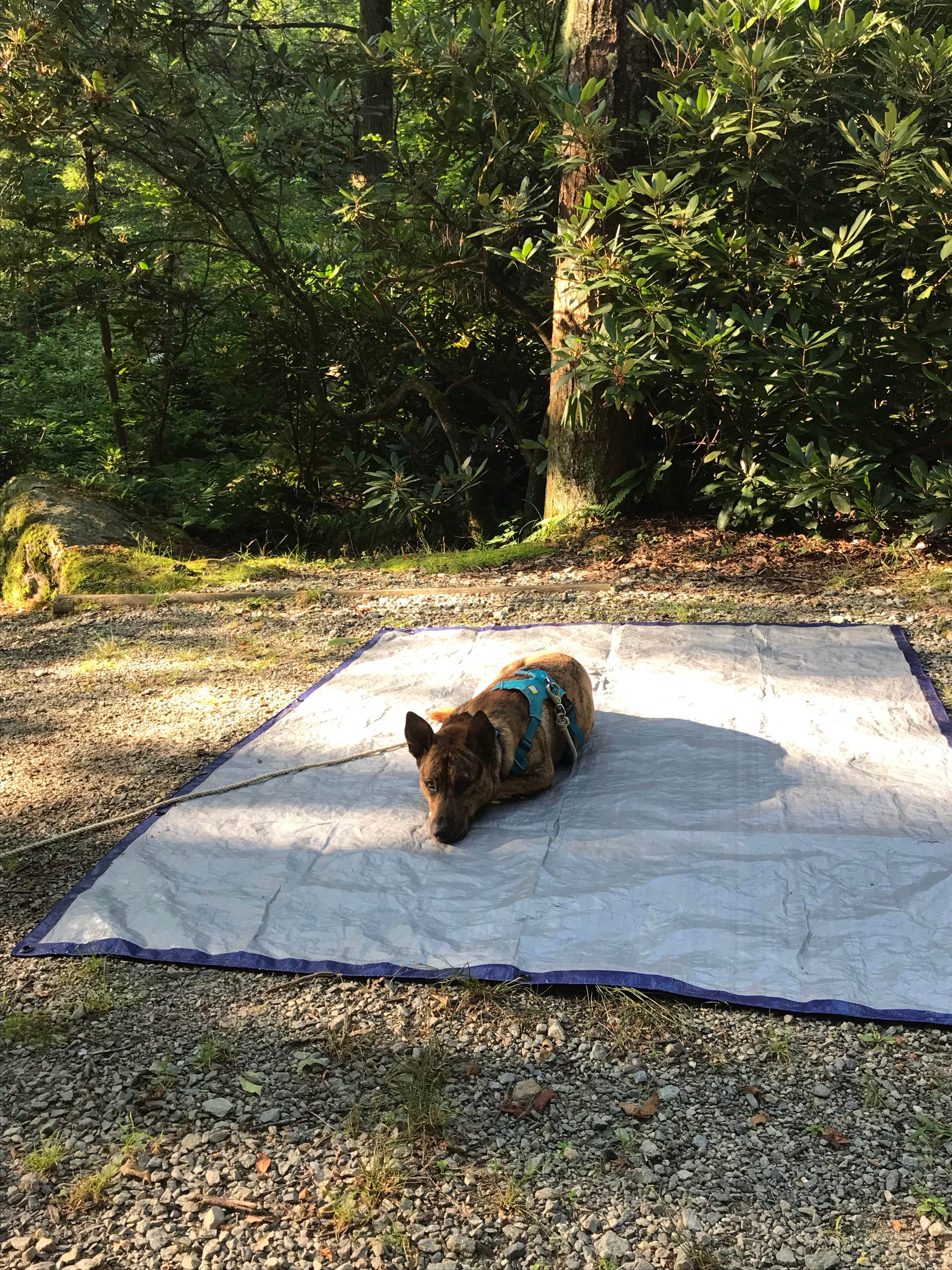 Julie C.'s photo of camping with pets at Honey Bear Campground near West Jefferson, NC