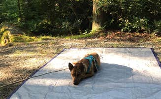 Julie C.'s photo of camping with pets at Honey Bear Campground near Deep Gap, NC
