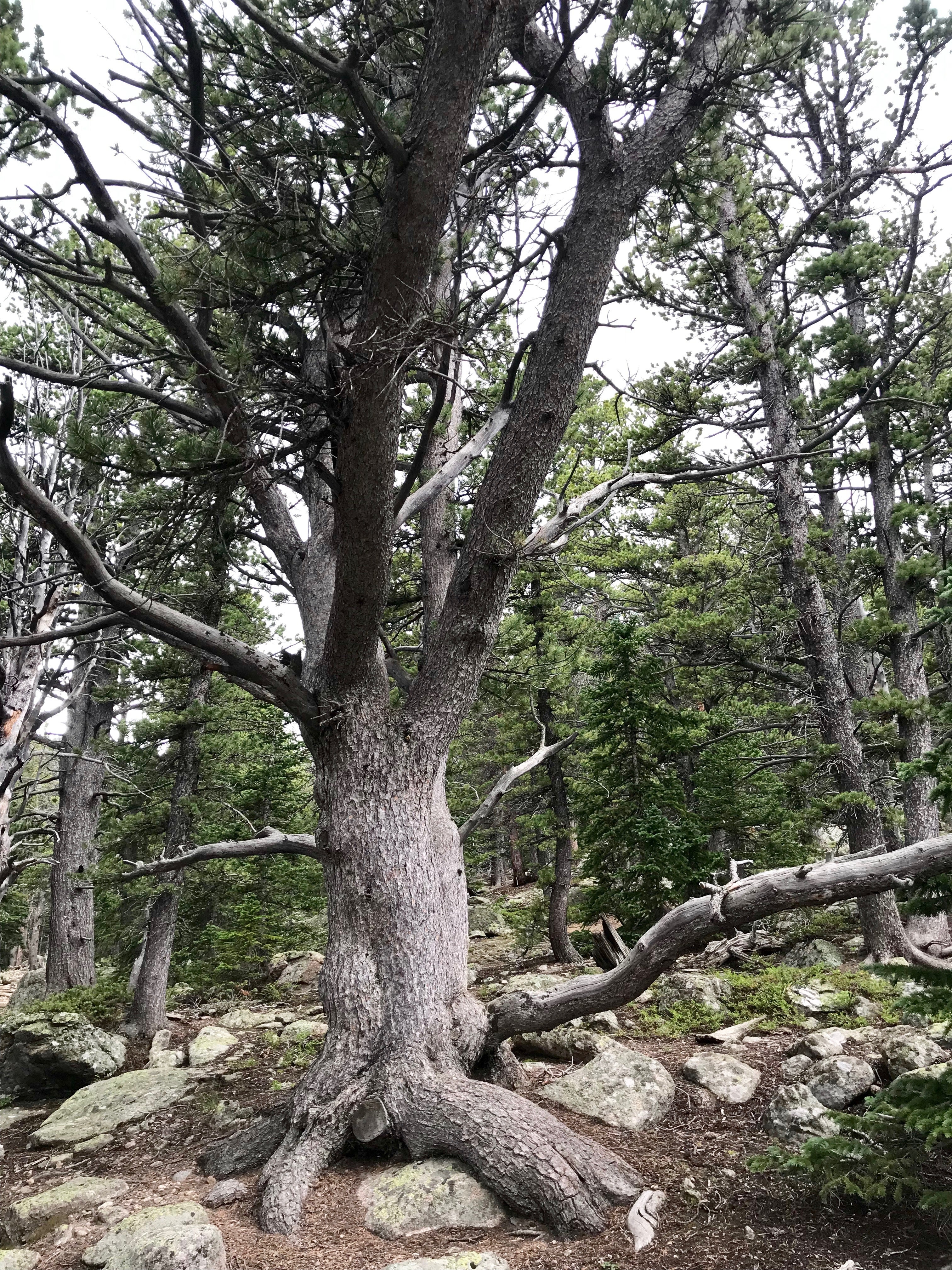 Camper submitted image from Goblin's Forest Goblin's Forest — Rocky Mountain National Park - 2