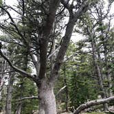 Review photo of Goblin's Forest Goblin's Forest — Rocky Mountain National Park by Molly Y., August 16, 2019