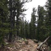 Review photo of Goblin's Forest Goblin's Forest — Rocky Mountain National Park by Molly Y., August 16, 2019