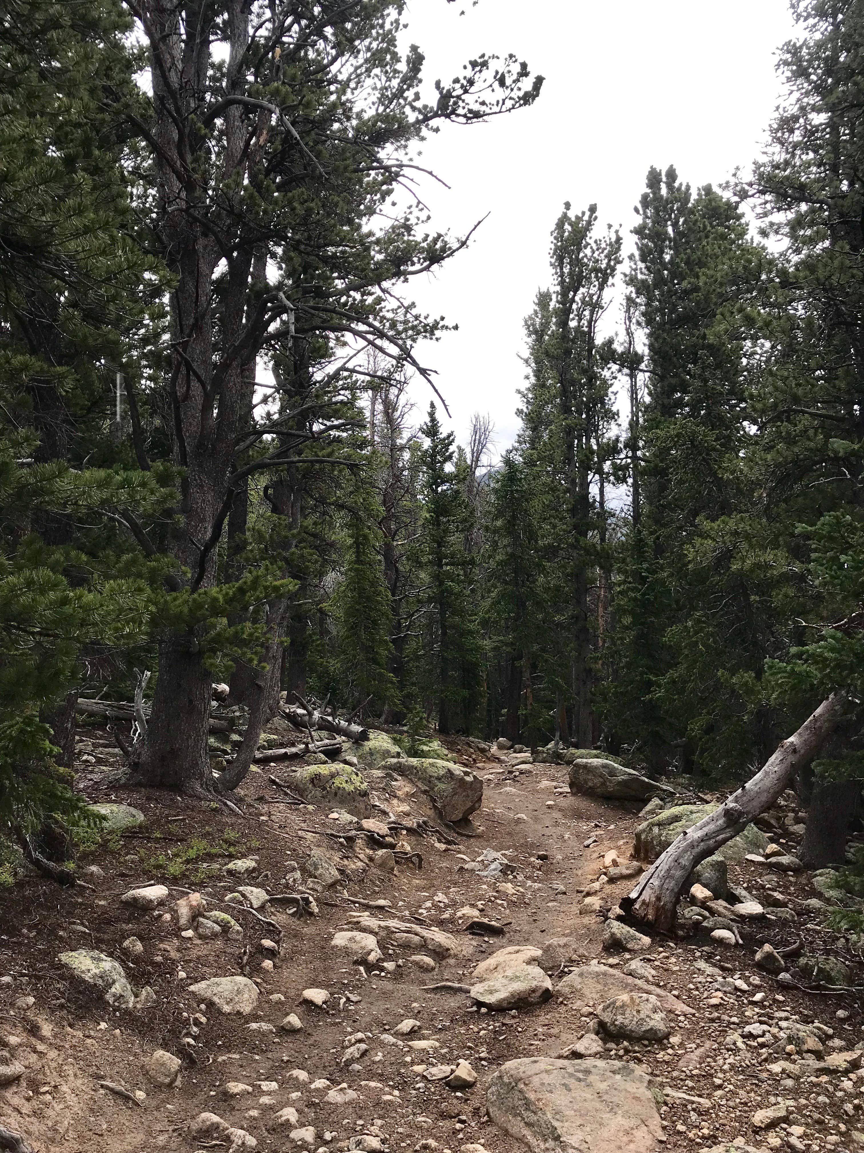 Camper submitted image from Goblin's Forest Goblin's Forest — Rocky Mountain National Park - 2