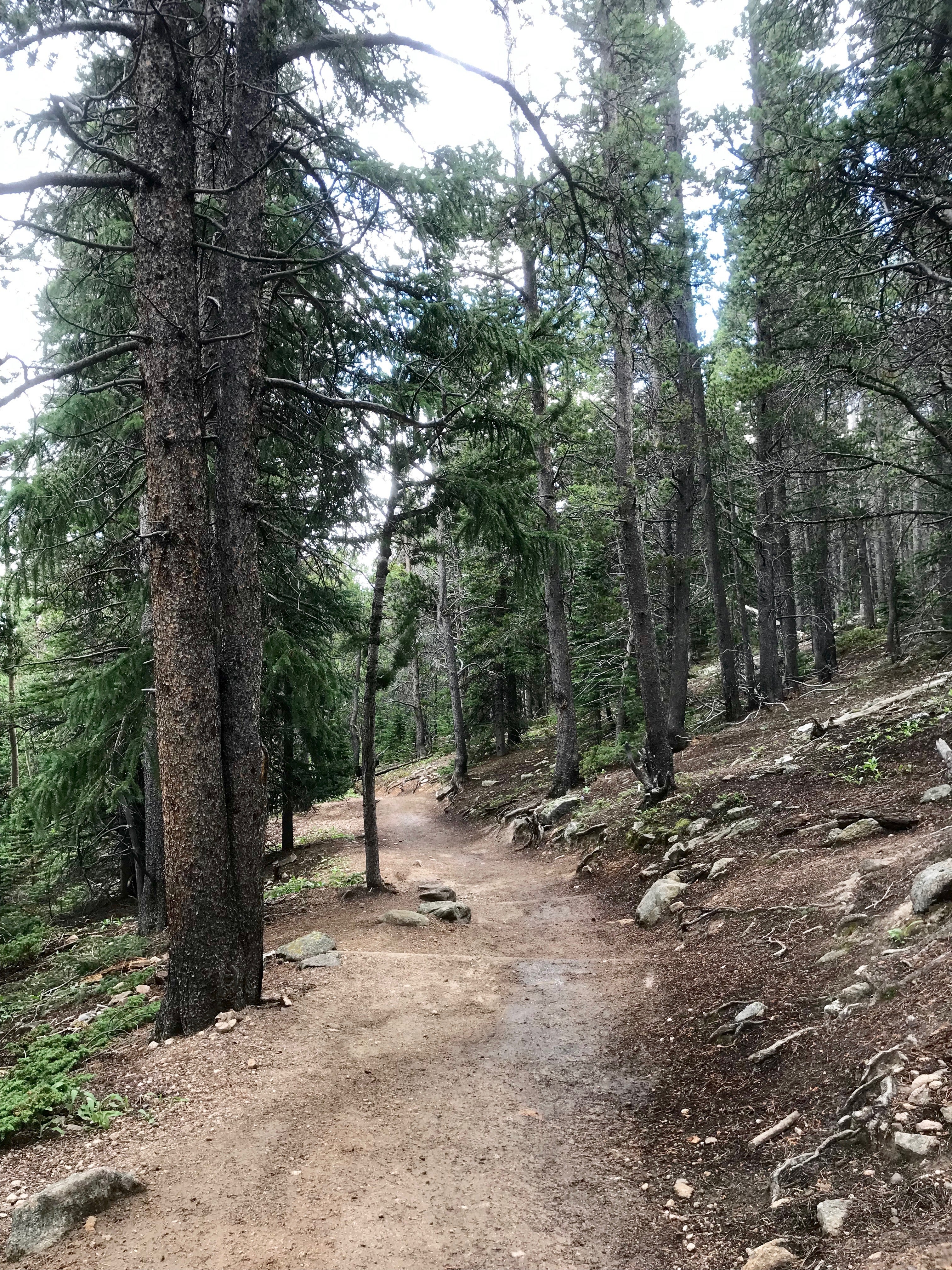 Camper submitted image from Goblin's Forest Goblin's Forest — Rocky Mountain National Park - 5