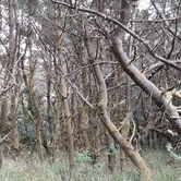 Review photo of South Beach State Park Campground by Ryan W., August 17, 2019