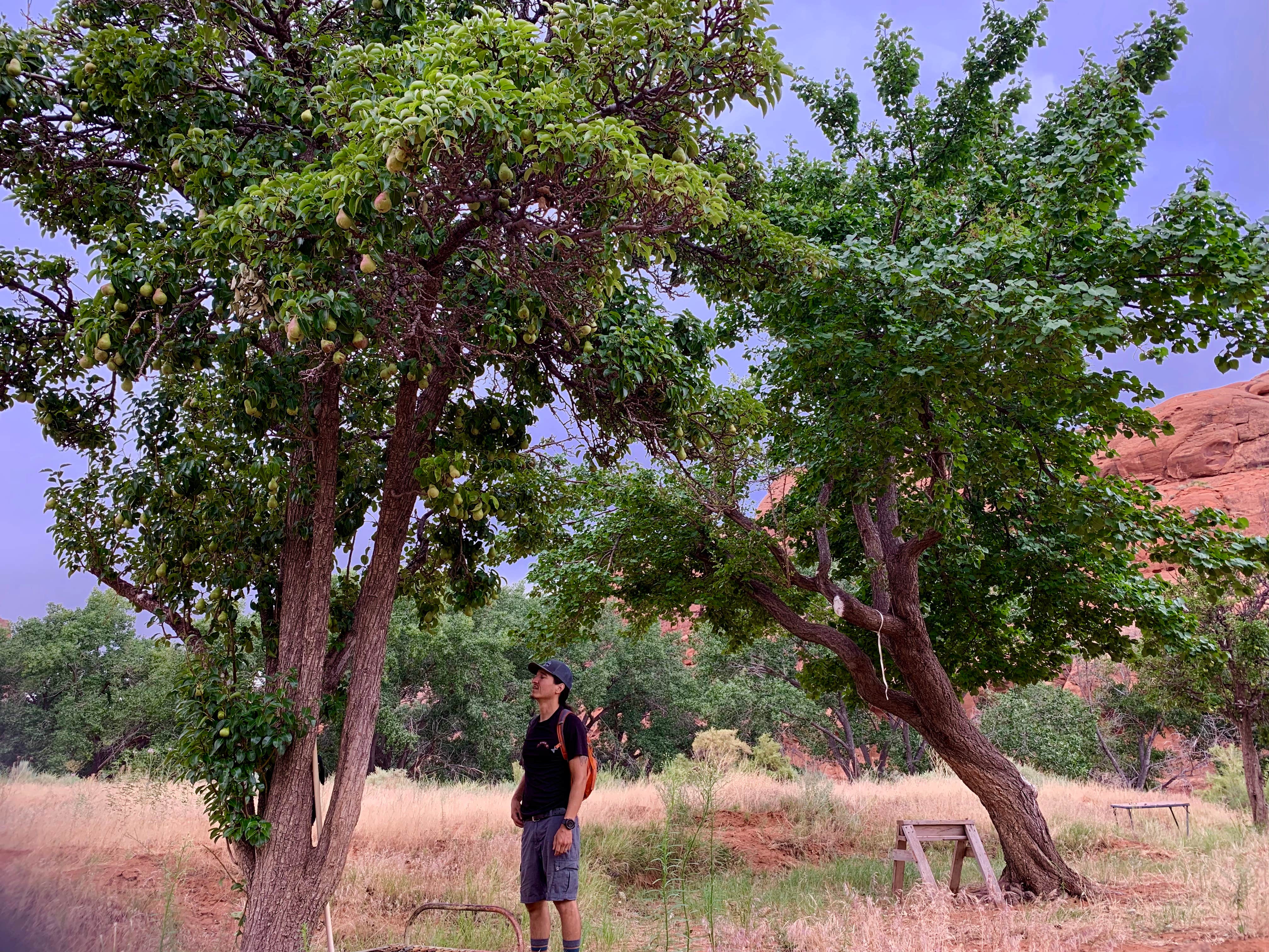 Camper submitted image from Narrow Canyon Orchards Campsite - 4