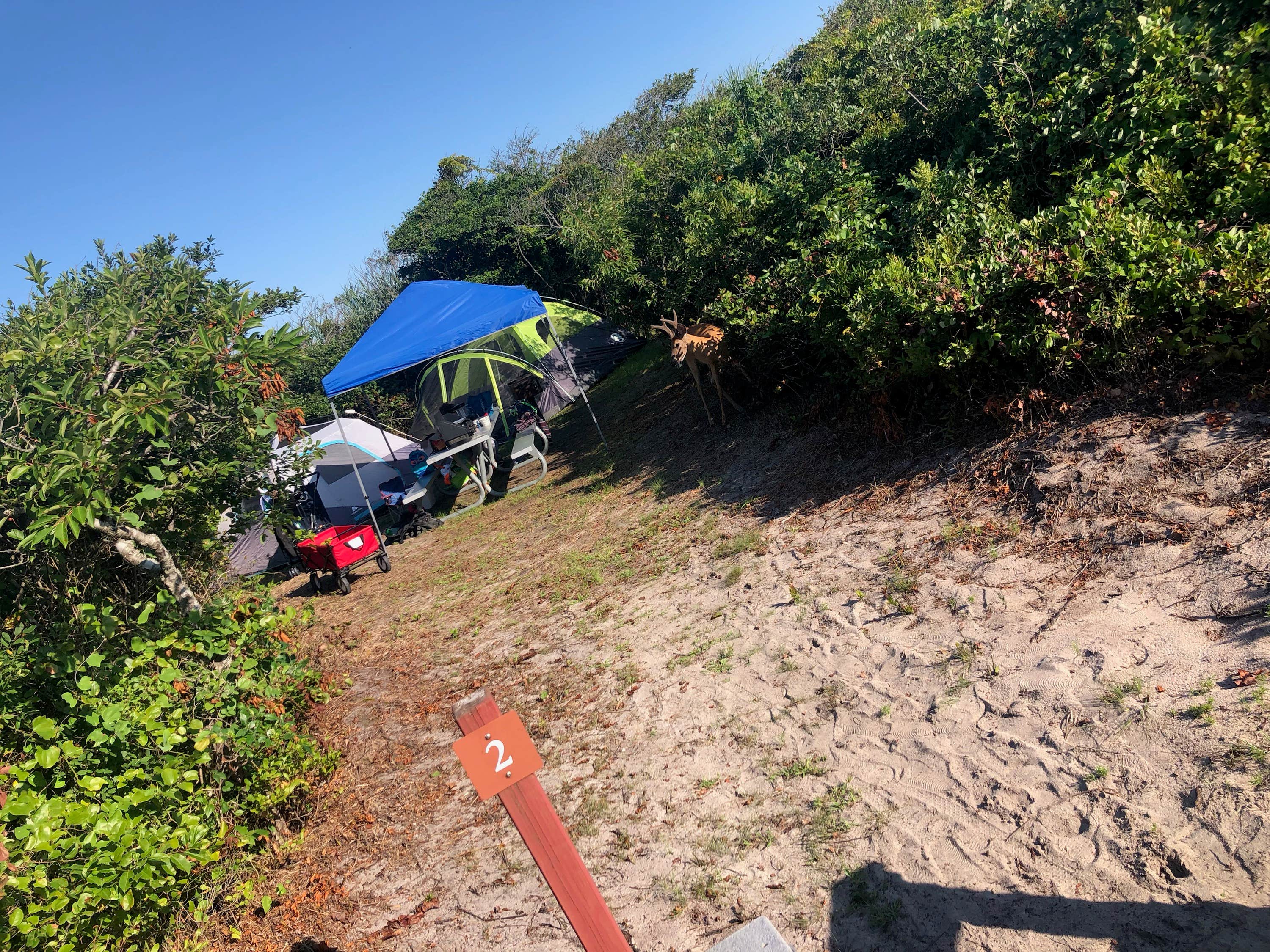 Pedro R.'s photo of tent camping at Watch Hill Fire Island Campground — Fire Island National Seashore near Pound Ridge, NY
