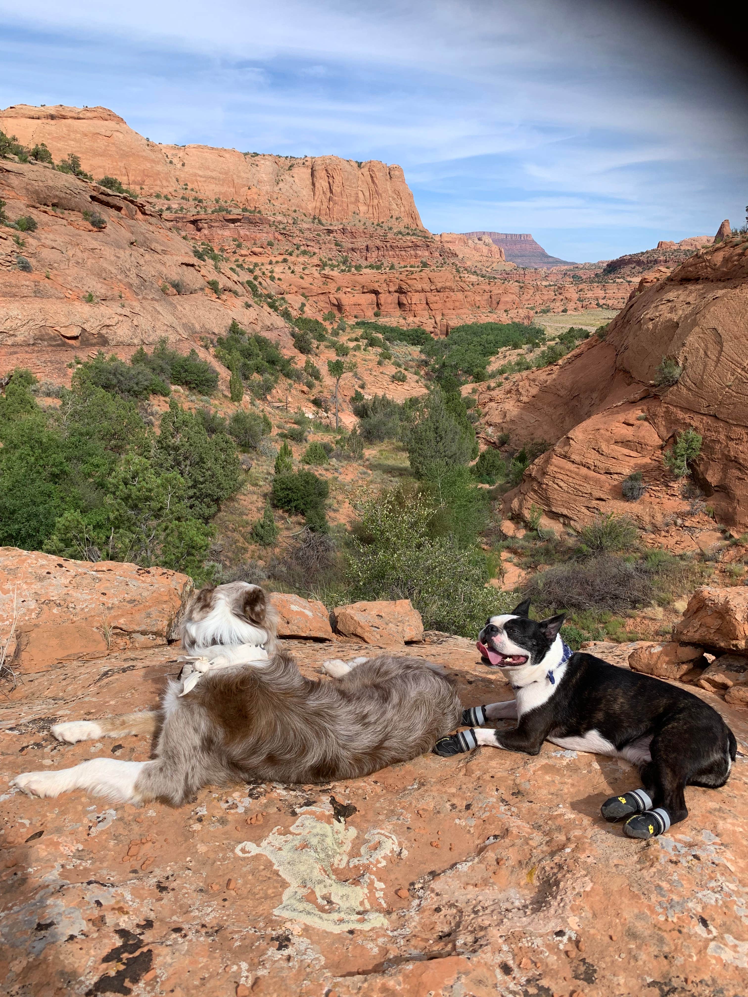 Elijah A.'s photo of camping with pets at Narrow Canyon Orchards Campsite in Arizona