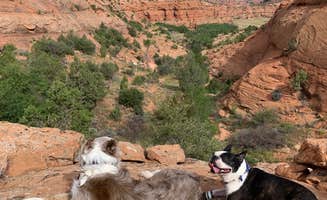 Elijah A.'s photo of camping with pets at Narrow Canyon Orchards Campsite in Arizona