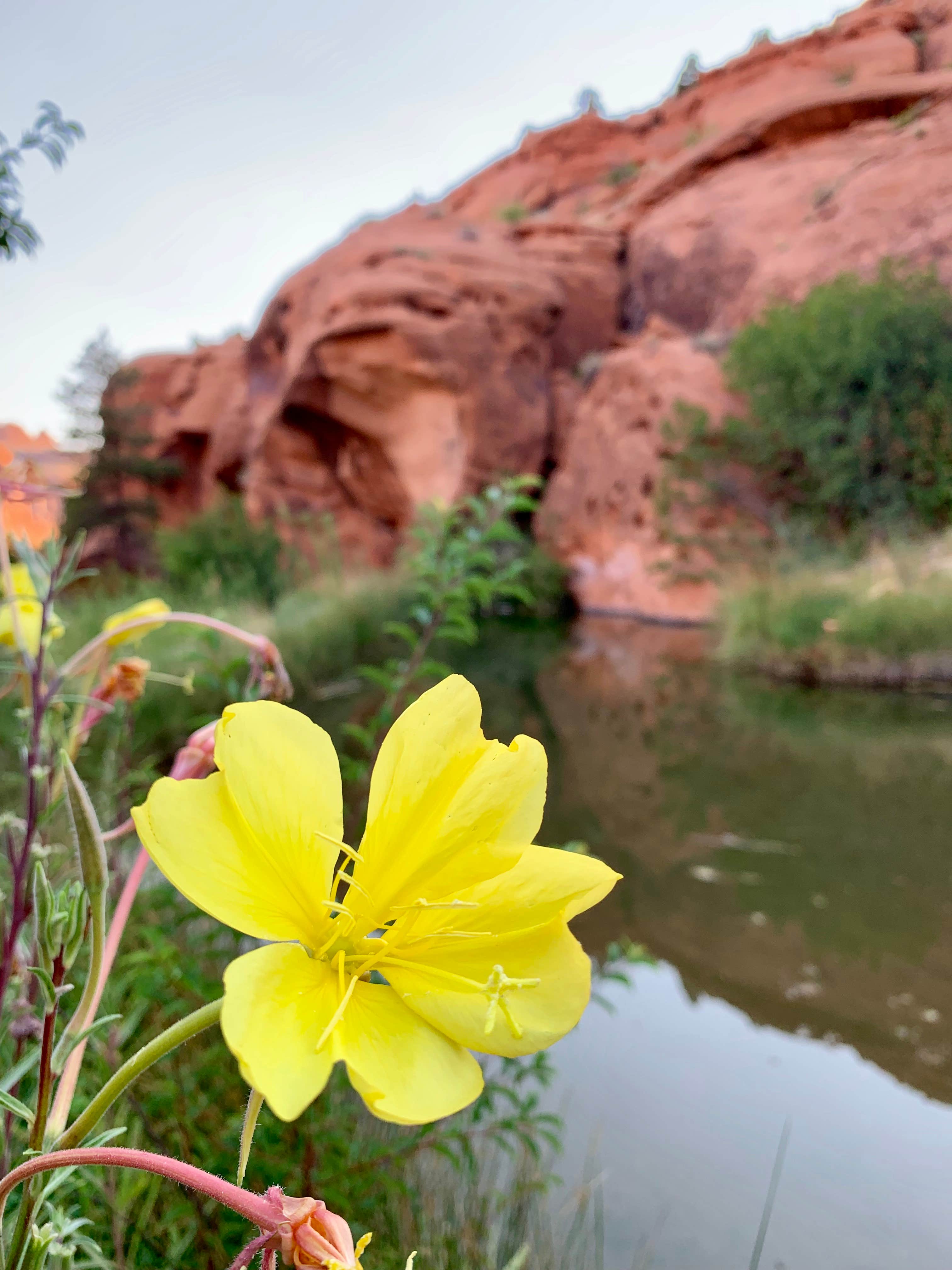 Camper-submitted photo at Narrow Canyon Orchards Campsite near Oljato-Monument Valley, UT