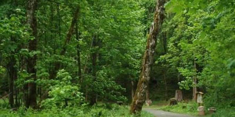 Camper submitted image from Blue Lake Creek Campground - Gifford Pinchot Nf (WA)